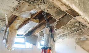 Why You Should Choose Our Mold Remediation Services in Sullivan, MO